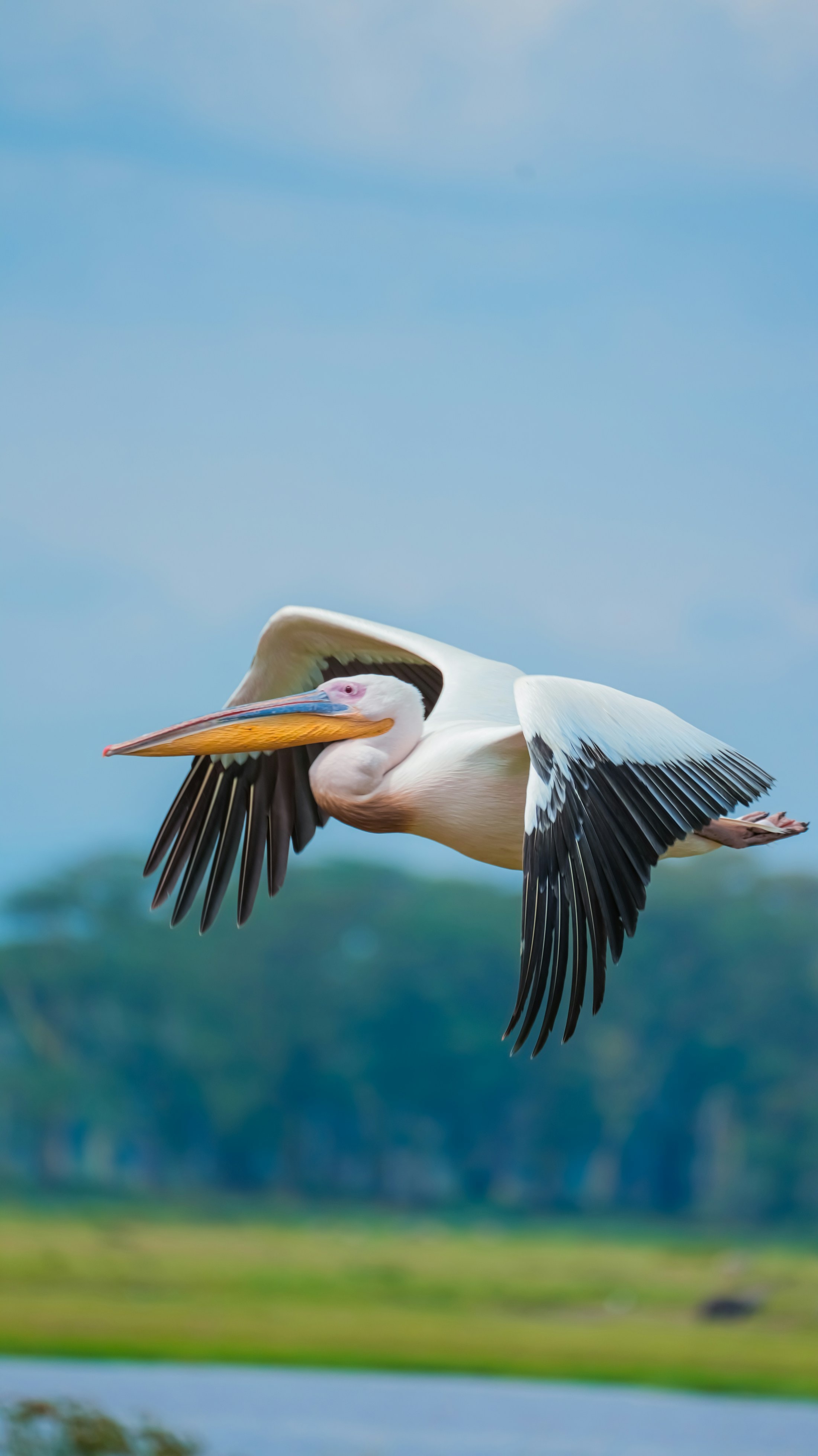 A great white pelican spreading its wings above a quiet green lake
